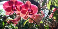 Cómo se cuida una orquídea en casa, según la IA y expertos