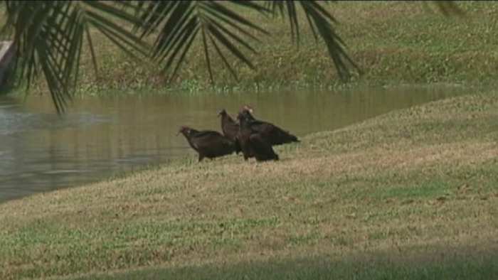 City of Brenham to use pyrotechnics to harass nuisance vultures after reported property damage