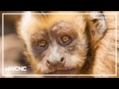 Monkey escapes from Zootastic Park in Iredell County, NC: What we know