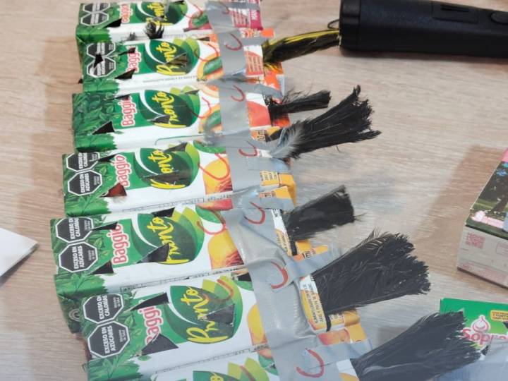 Aduanas incauta 50 aves ocultas al interior de cajas de jugo: varias murieron por asfixia y deshidratación