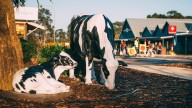 cowie concerns 
                                            Premium
                                          Roundabout a possible stumbling block for Cowaramup