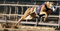 “Un triunfo para los galgos”: proyecto que busca prohibir las carreras de perros avanza en su tramitación y pasa a Sala