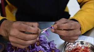 After years of loss, Kashmir’s saffron growers see hope in new bloom