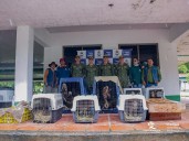 Corporinoquia y otras entidades liberaron 77 animales silvestres en el Vichada