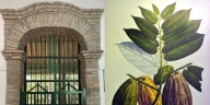 Tres días para honrar el legado del sabio Mutis y reflexionar sobre la biodiversidad colombiana en peligro