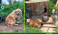 Rescatan 20 perros víctimas de maltrato en criadero clandestino en El Carmen de Viboral