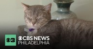 What you should know before adopting a cat with a "special feature"