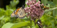 The One Perennial You Need to Plant This Fall to Help Pollinators