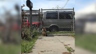 California Dog Who Was Left Heartbroken Finds Love And Joy With Her Rescuer