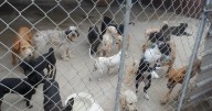 Animalistas ven en el crematorio municipal un beneficio para la ciudad