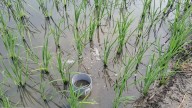 ‘Suka Suka ke Paani’: From excessive flooded fields to smart irrigation: A new hope for Punjab’s Farmers: