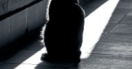 Quedó en libertad el agresor que ahorcó al gato ‘Michyn’ en Bucaramanga