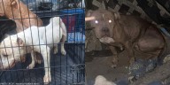 Emaciated pit bulls rescued in Ville Platte, owner charged