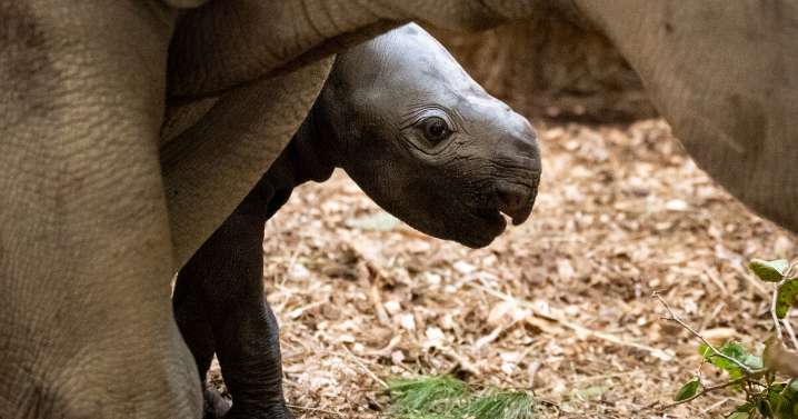 New arrival comes to Cleveland Metroparks Zoo just in time for World Rhino Day