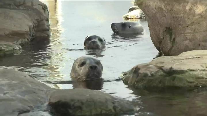 Mass Appeal: New England Aquarium Animal Encounters