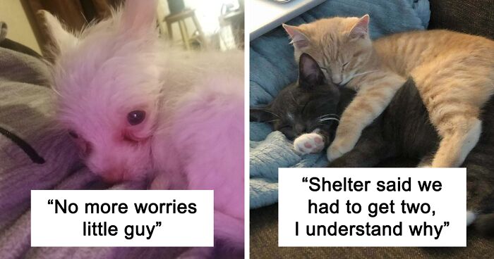 48 Most Wholesome Rescue Pet Photos Of The Month (January Edition)