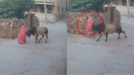 On Camera: Bull Suddenly Attacks And Throws 60-Year-Old Lady 4 Feet Away In Jodhpur; Sustains Severe Injury On Head