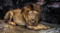 Un grupo de leones mata a un trabajador de un zoológico de Tailandia frente a los turistas