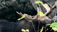 Young bull moose rescued from Maine family's well