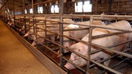 China impondrá aranceles temporales de hasta el 62,4% a los productos porcinos de la UE