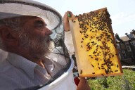 How Queen Elizabeth's Bees Inspired My New Novel (Exclusive)
