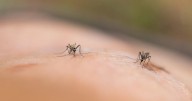Why Mosquitos Might Be Attracted To You