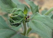 Garden Q&A: Is this bug a pollinator or pest?