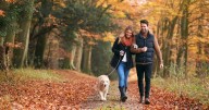 Deadly mushrooms on autumn walks could leave dog owners with £5,000 vet bills