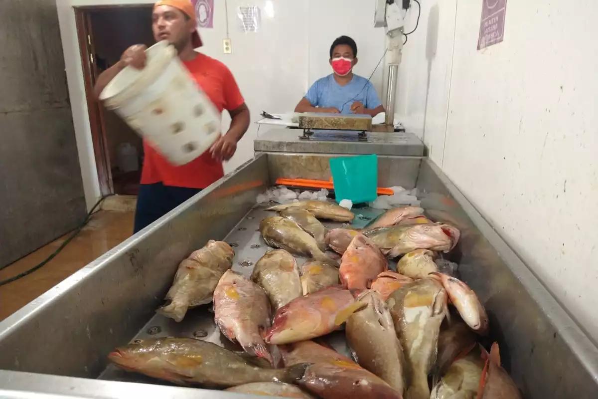 Crisis en la costa Oriente: Pescadores apenas cubren el gasto de la gasolina