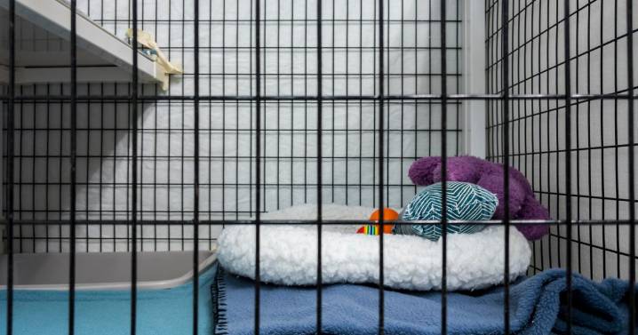 Amid drop in adoptions and kennel cough outbreak, Beaver County Humane Society asks for help