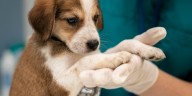 Campaña veterinaria para este 05 de septiembre: conoce dónde y qué servicios están disponibles