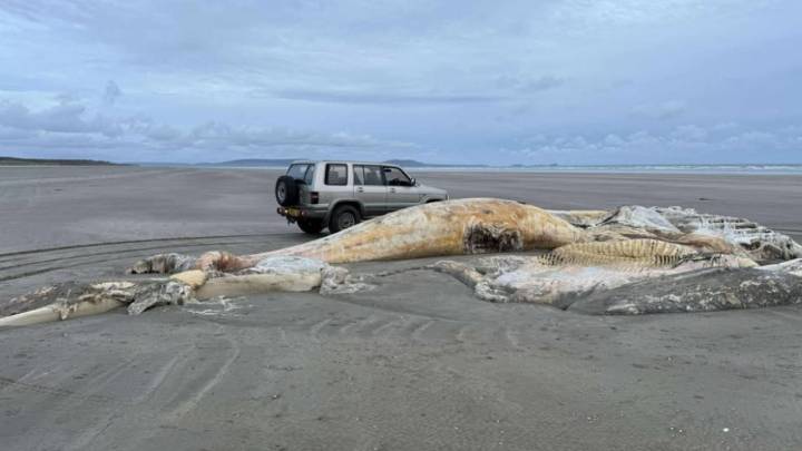 Hallan restos de misteriosa criatura marina en playa de Gales