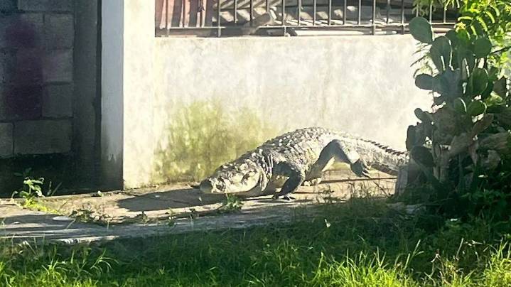Capturan cocodrilo de más de dos metros en colonia Revolución Verde de Ciudad Madero