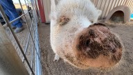 Peppa the pig, left homeless by the Eaton Fire, is reunited with her family