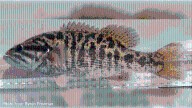 Bass found in just one US river officially named as new species