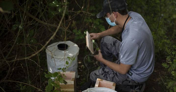 Andalucía confirma el primer caso de virus del Nilo en humanos este año