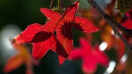 When will fall colors peak in North Dakota?