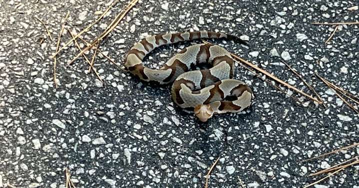 Fayetteville mom bitten by copperhead on local trail, biologists warn of more snake activity :: WRAL.com