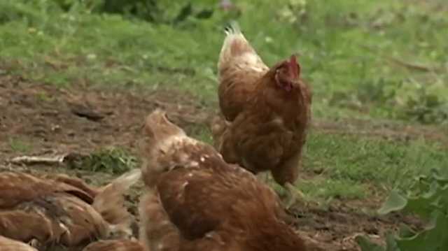 Laconia passes ordinance allowing backyard chickens