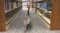 Beloved Texas library cat Browser dies at 15