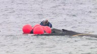 Whale tangled in rope off Cottesloe Beach visibly distressed as DBCA crew races to cut gentle giant free