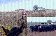 Robaron 97 vacas y un auto 0KM delató a los responsables: imputaron a un atleta olímpico