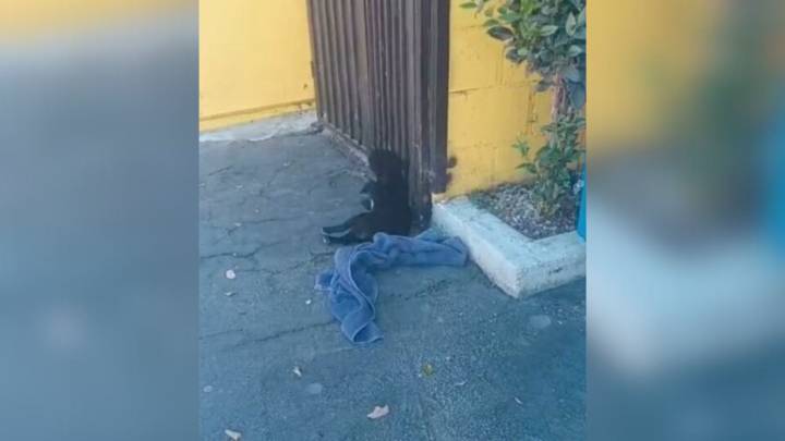California Rescuers Save Pup After Accident, Only To Discover Her Dad Was Searching For Her