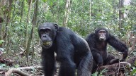 Happy hour? Chimps' daily fermented fruit equals 2 cocktails: Study