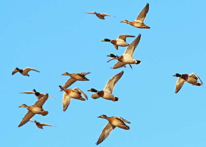 Nonresident waterfowl hunters in North Dakota 2005