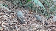 Avistamiento de cachorros de zorros gris confirman importancia de cuidar el Parque Nacional del Cañón