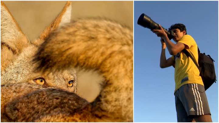 Bay Area Proud: Teen Photographer Turns Passion into Advocacy for Coyotes