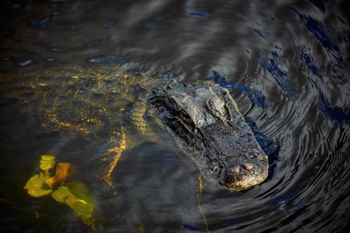 Florida woman fights off alligator to save her puppy