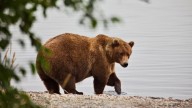 It's Fat Bear Week 2025! How to watch the livestreams and vote.
