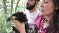 Hito histórico: Nace un pigargo europeo en León tras la extinción de esta especie en España